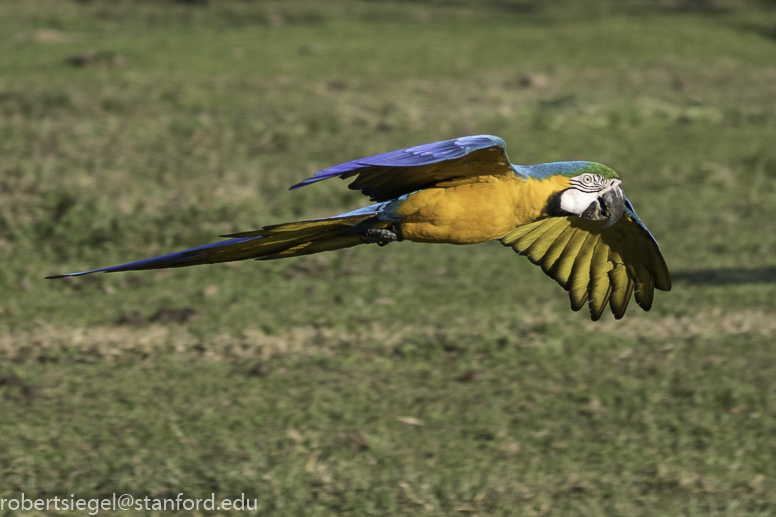 Blue and yellow macaw